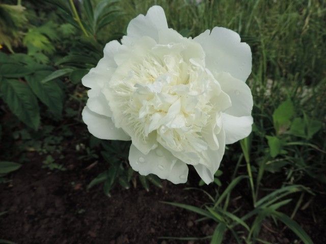 DSCN8554