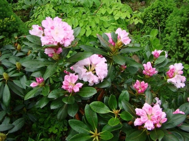 DSC02830