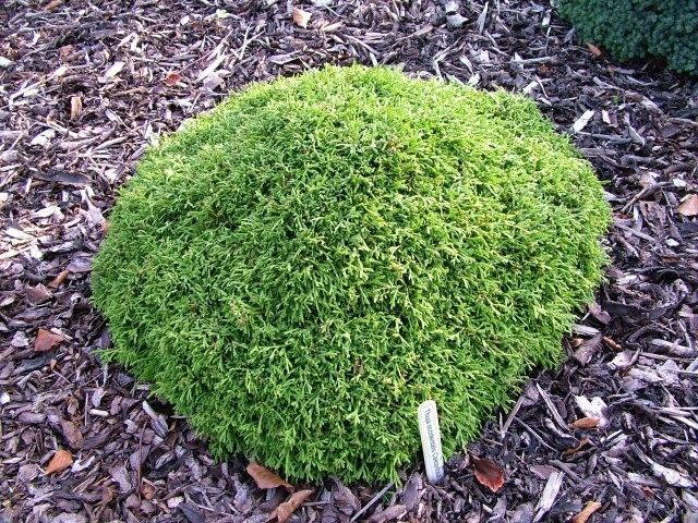 Thuja occidentalis Caespitosa