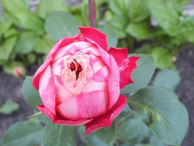 DSCF0503