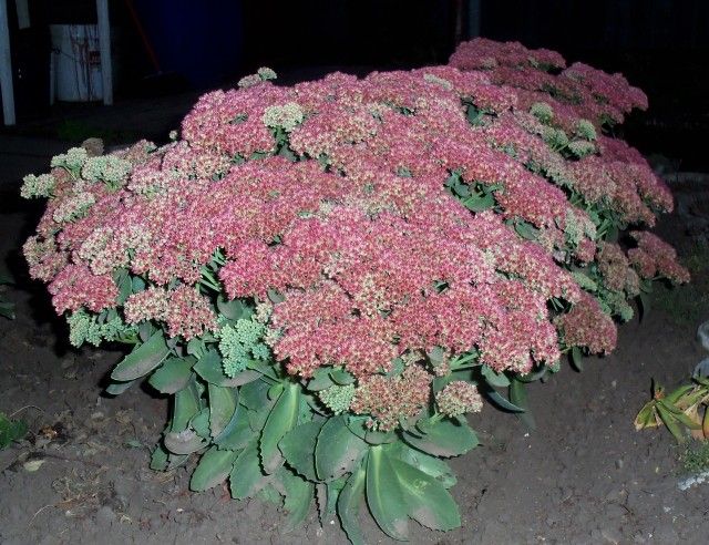 Изображение 011