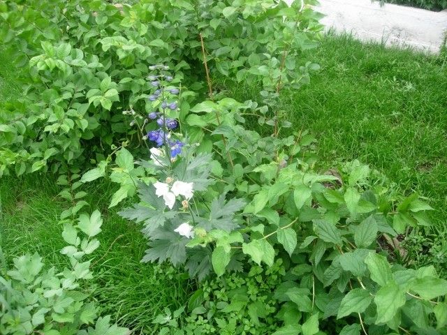 колокольчик