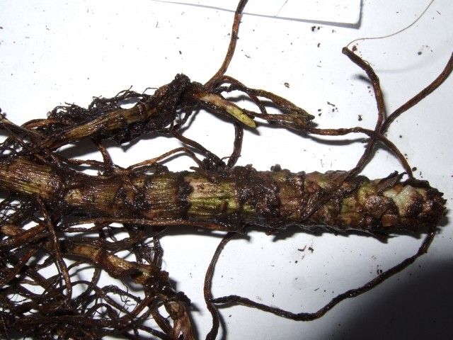 2012 0307 Нивяник Wirral Supreme