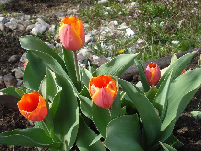 DSC00037