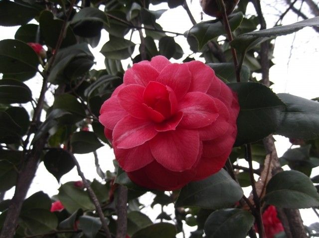 DSCF0403