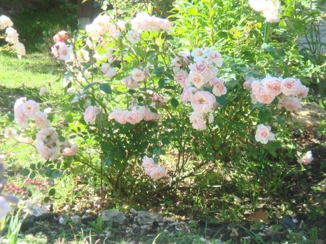DSC01726