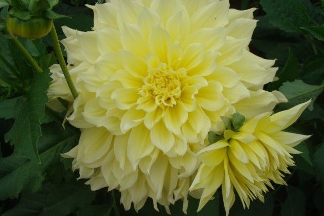 062