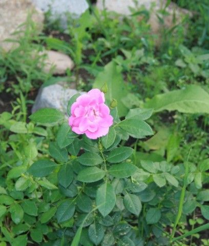 The Oddfellow Rose 1 й цветок
