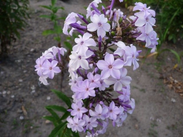 P1050144