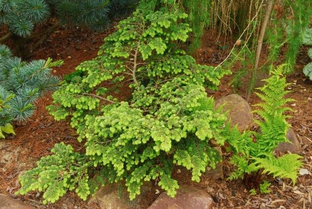 Tsuga canadensis Verkade Recurved