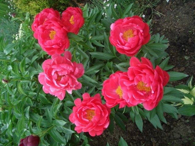 Пион Элен Каули