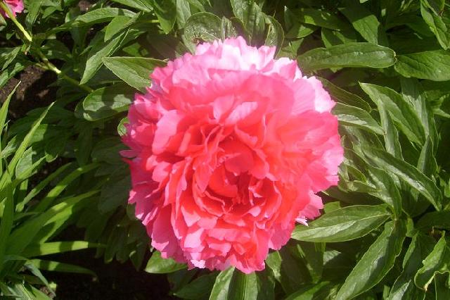 Бесс Бостос