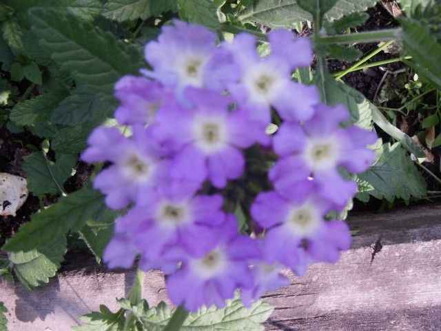 P7130063