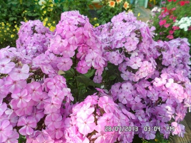 цветы 018