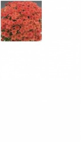 6411Branhill Cherry