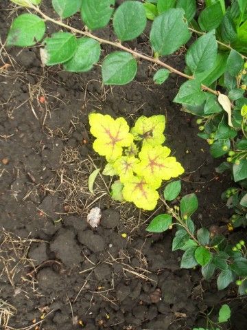 Изображение 058