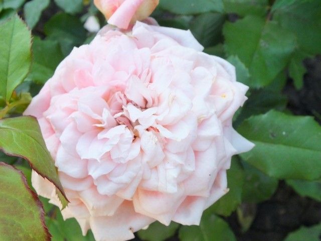DSCF6682