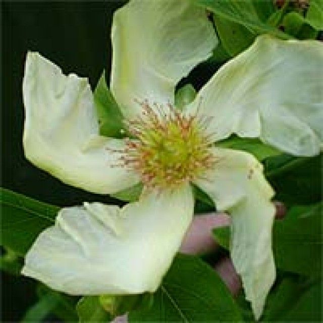 en 0709 2