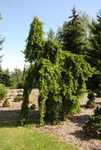 Picea abies Inversa  3
