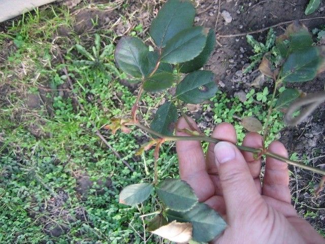 Изображение 014