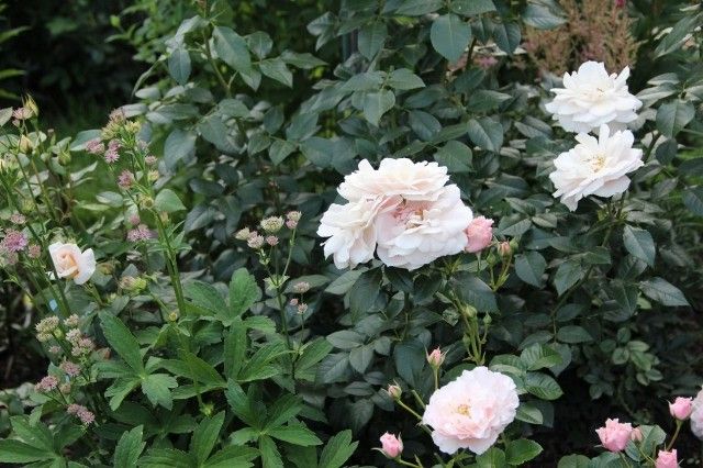 Lions Rose  7