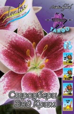 STRAWBERRY  amp  CREAM 25 5р