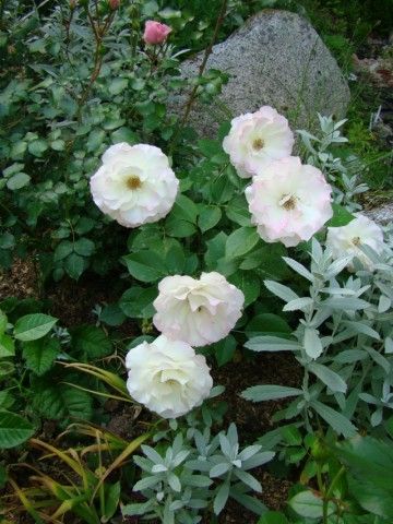 2013 06 21 001 062