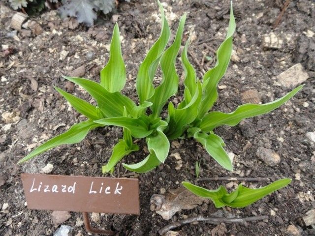 lizard lick