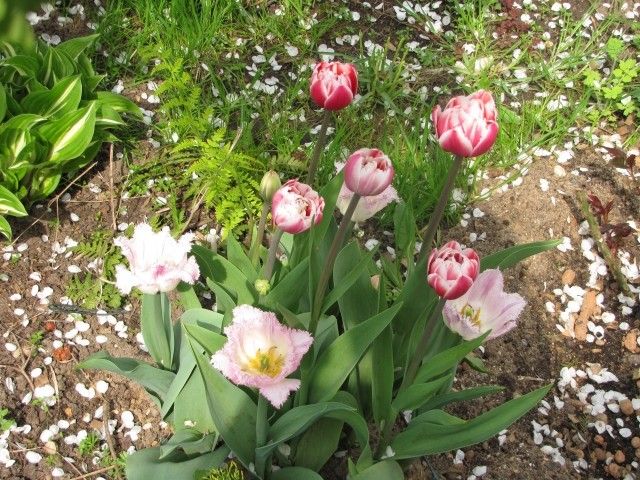 Ариа кард  2