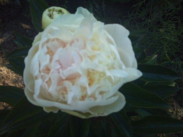 Анатолий Скакодуб