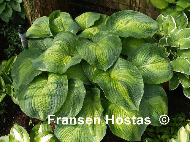 Hosta 20George Smith photo made by Pim Teunissen 17