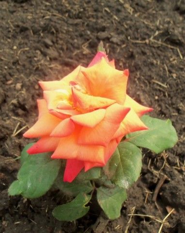 Изображение 004