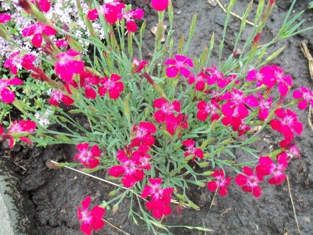 Изображение 043