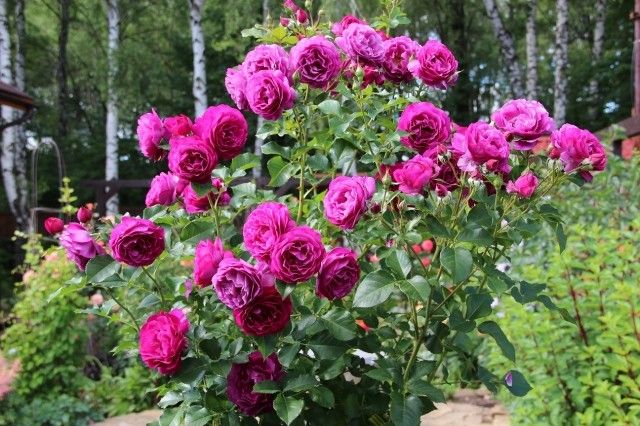 Blue Eden штамб  36