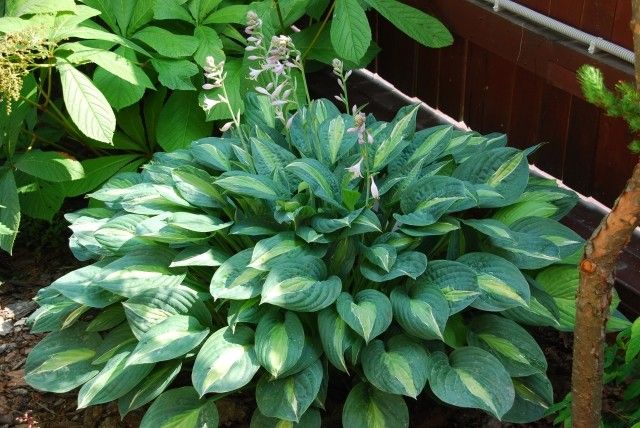 Hosta Kiwi Full Monty  2