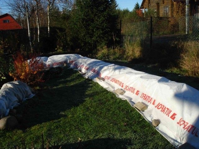 Укрытие роз 22 окт 2012