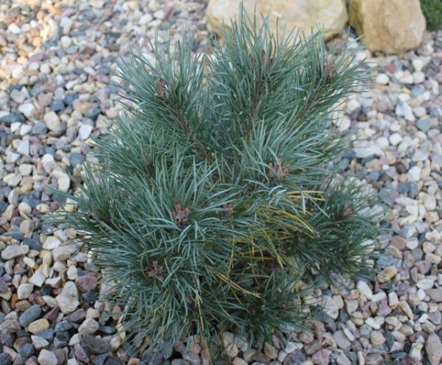 Pinus sylvestris Chantry Blue