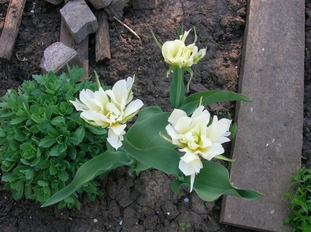 Изображение 097