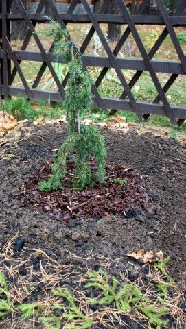 Juniperus communis Horstmann