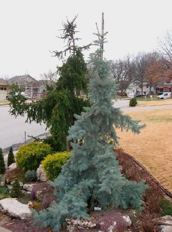 Picea pungens Glauca Pendula 2