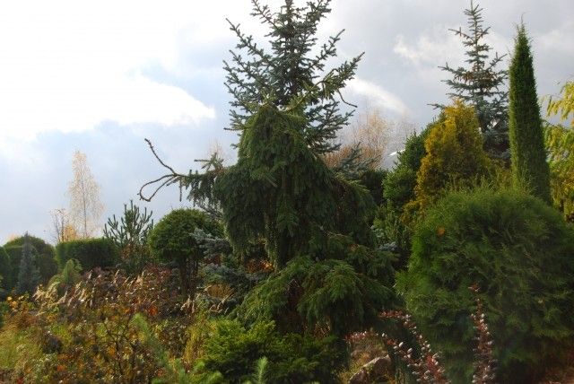 Picea omorika Pendula  2