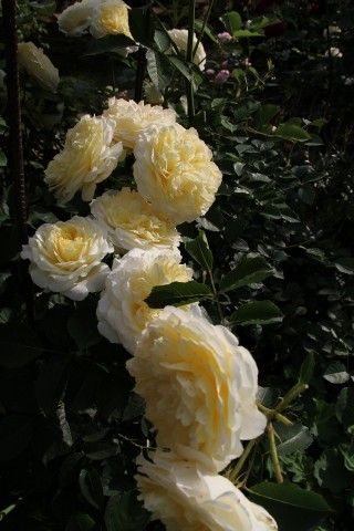 The Pilgrim  22
