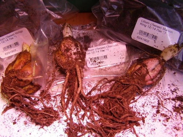 2013 03 02