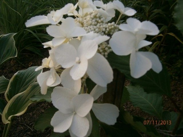 P7110779