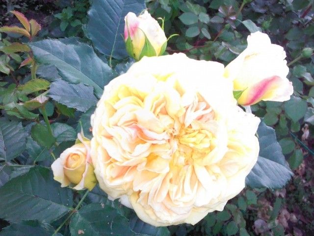 100 Idees Jardin