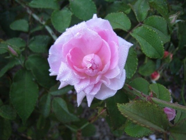 The Mayflowers  4