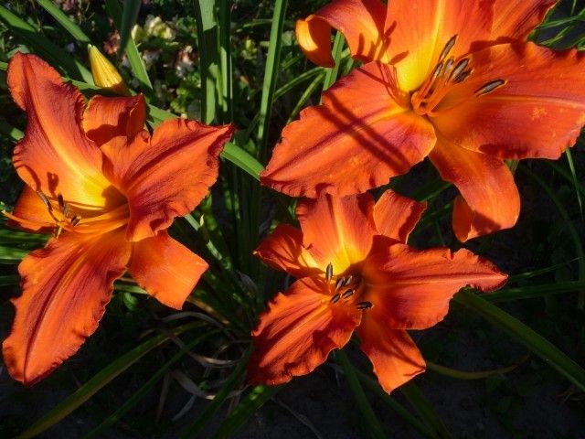 P1050126