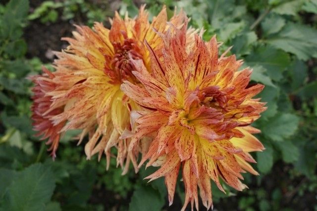 Акита  Кембридж