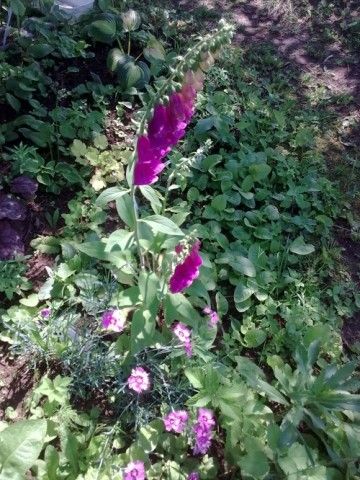 Наперстянка