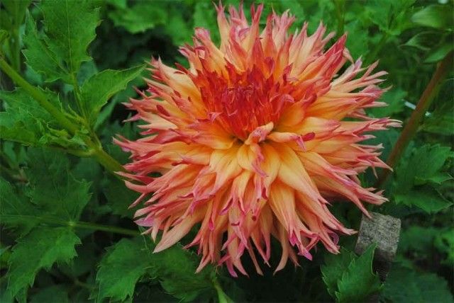 Normandy Orange fluff